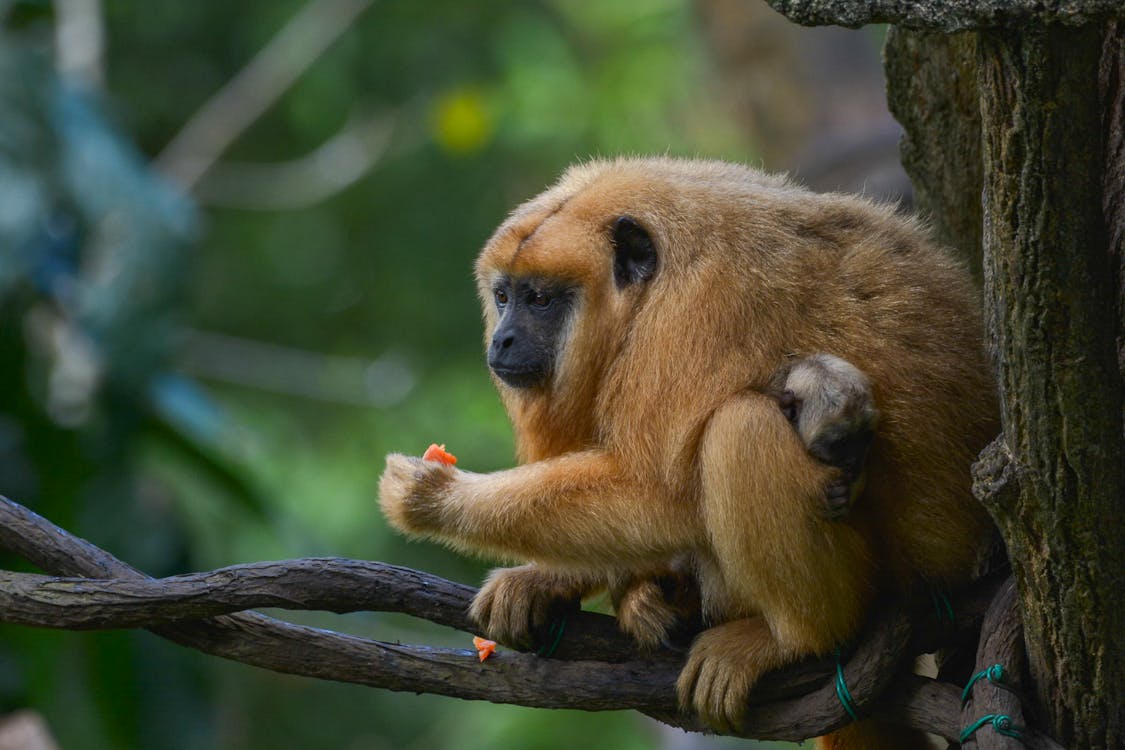 Monkey on a Tree in a Jungle 