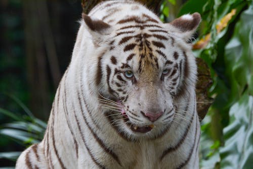 Gratis lagerfoto af dyrefotografering, fare, hvid tiger