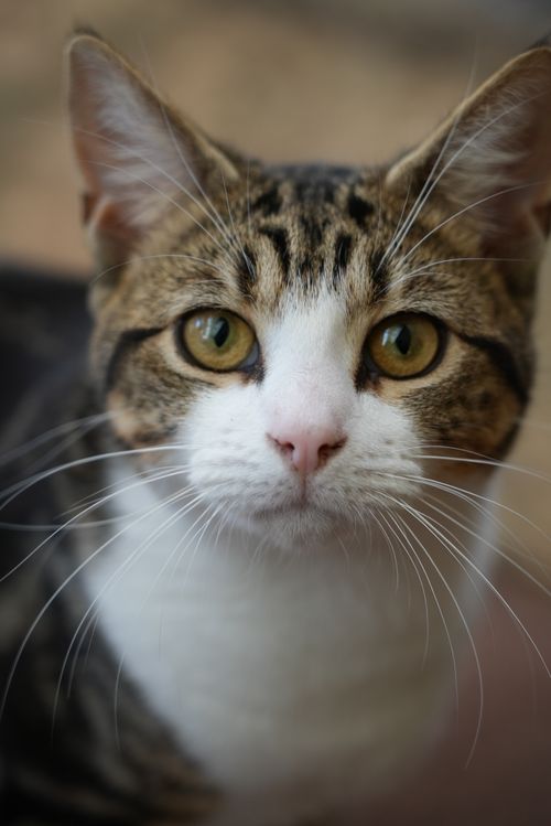 Free A close-up portrait of a cute tabby cat with striking yellow eyes. Stock Photo