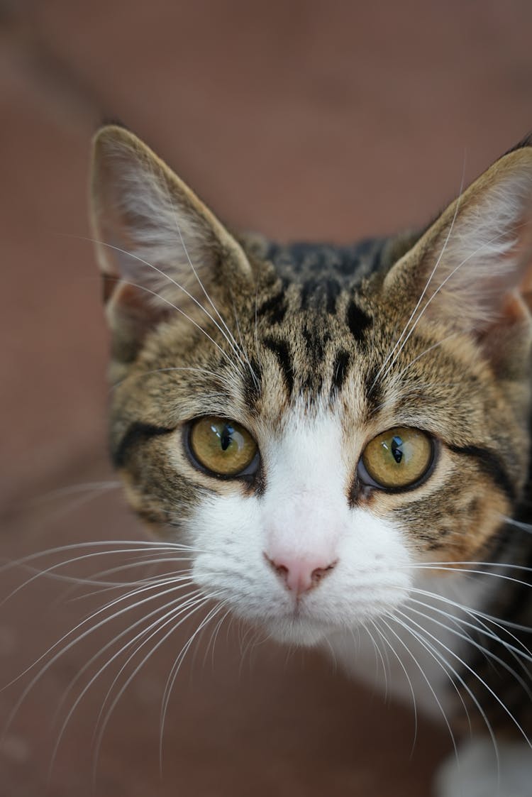 Portrait Of A Little Cat