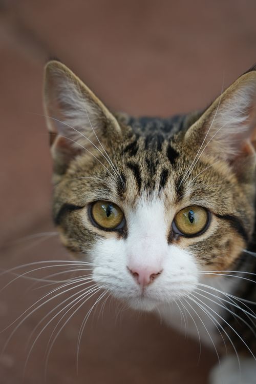 Free Adorable tabby cat with striking eyes captured in a close-up shot. Stock Photo