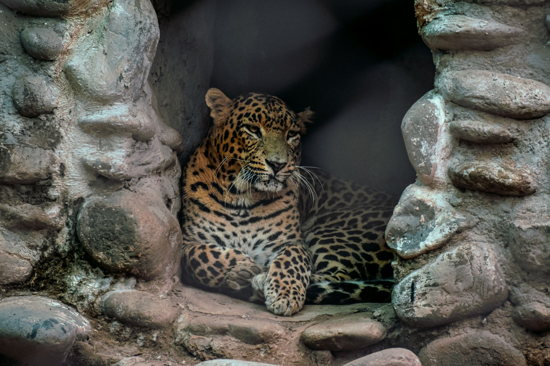 A leopard resting in a rocky cave, showcasing its natural habitat and camouflage