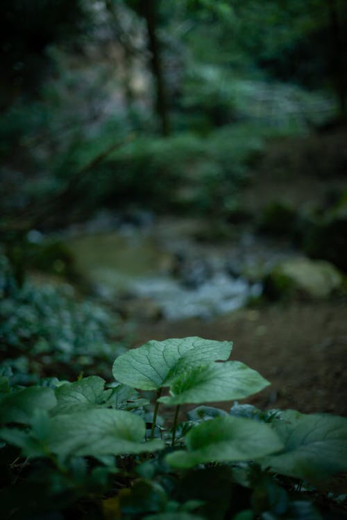 Close up of Green Leaves