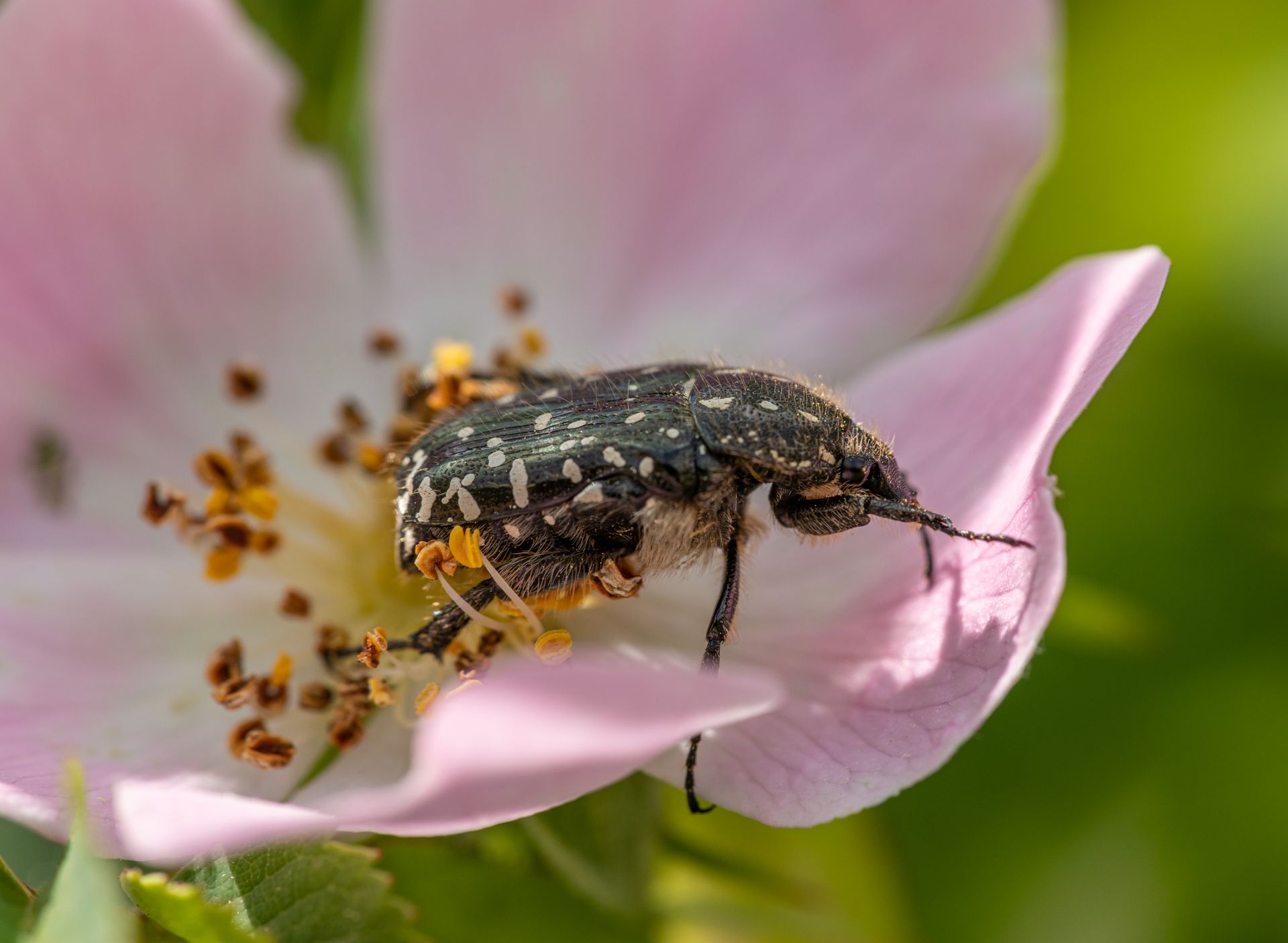 Close-up macro photo of a white spotted rose beetle on a pink flower, capturing intricate details.