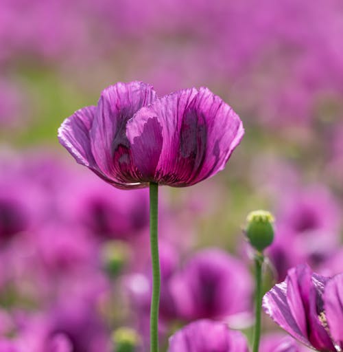 Close up of Purple Flower