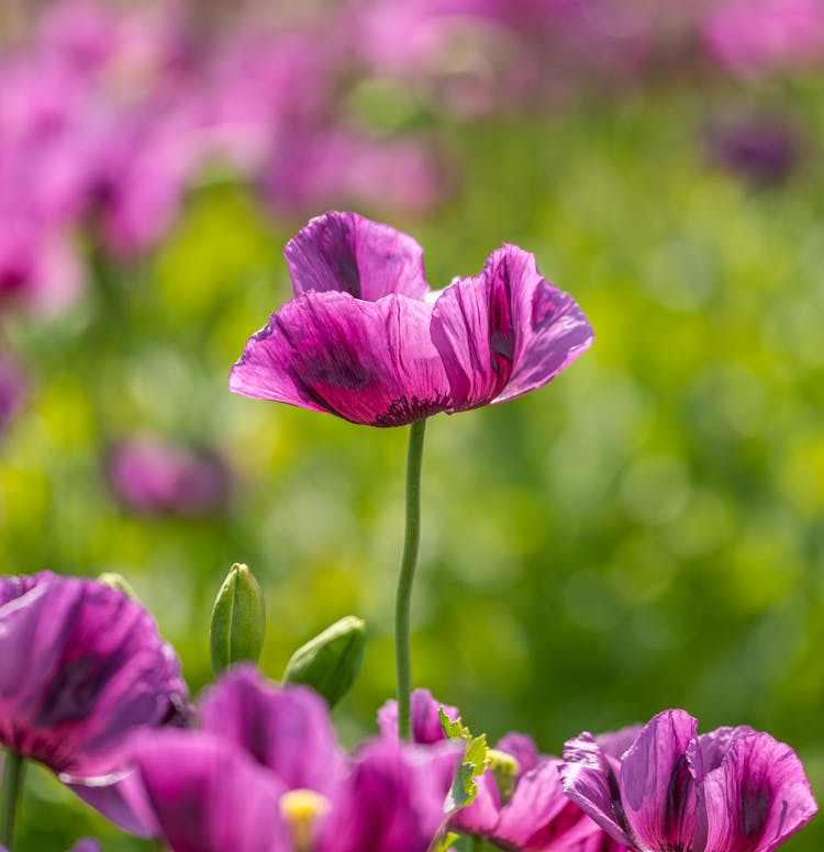 Purple Poppy Flower 