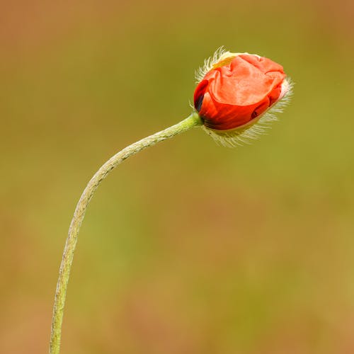 Red Poppy Flower About to Open