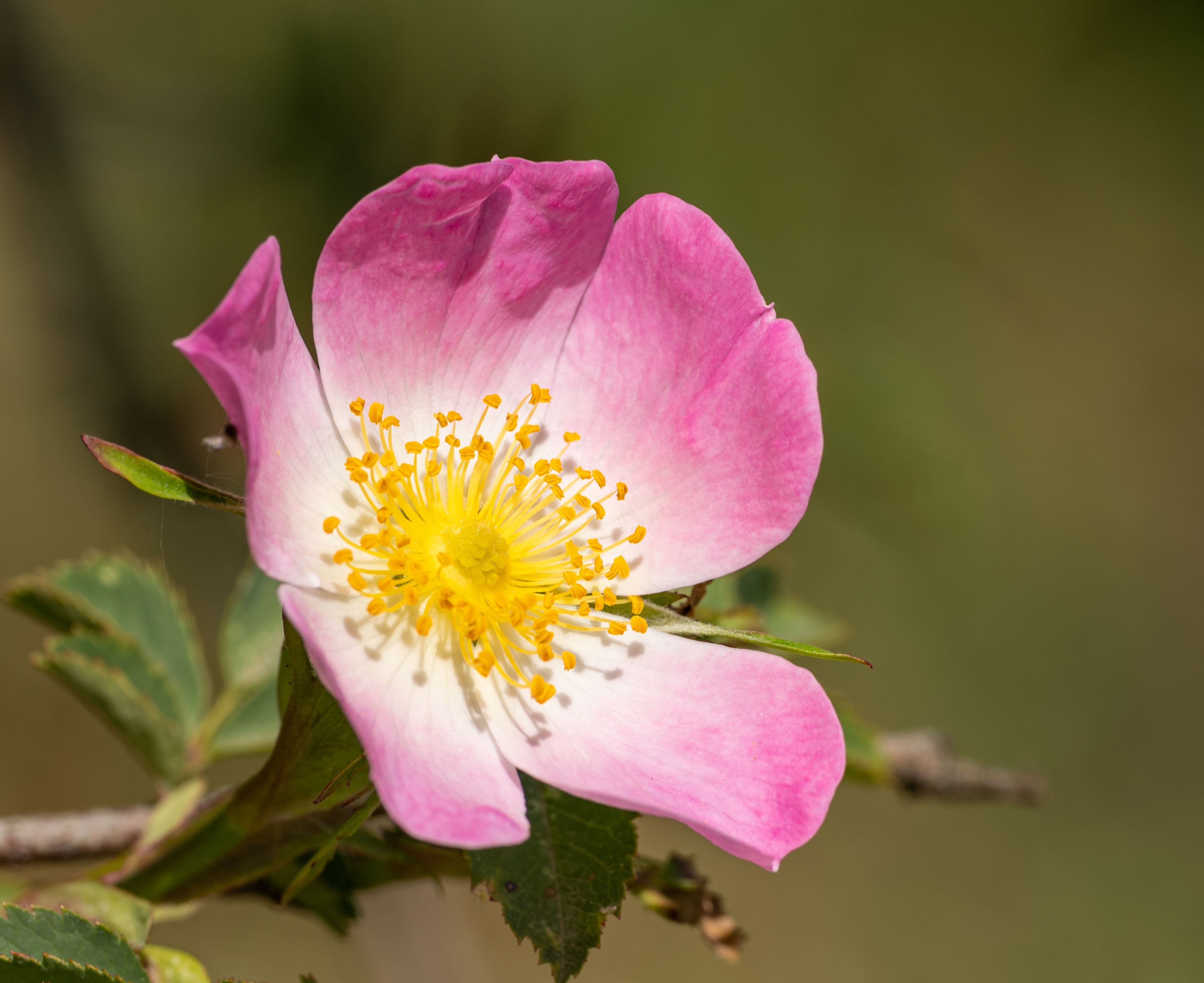 Wild Pink Rose · Free Stock Photo
