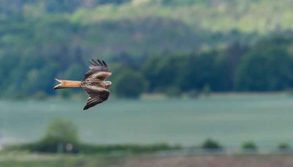 A red kite (Milvus milvus) gracefully soaring over a lush, green landscape, showcasing its majestic wingspan.