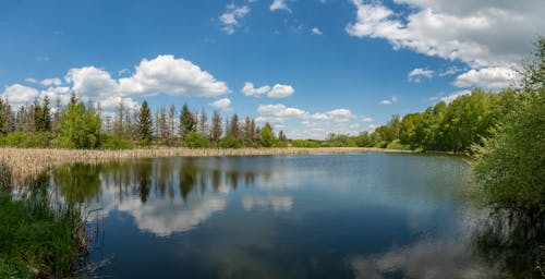 Lake in a Coniferous Forest