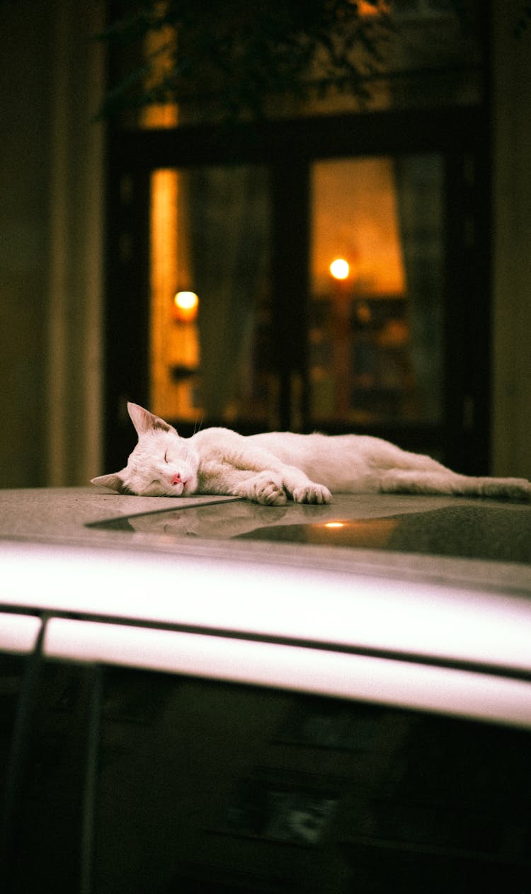 Cute Cat Sleeping On Car Roof