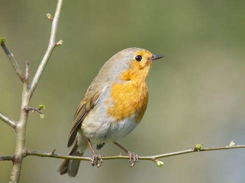 Close up of a European Robin