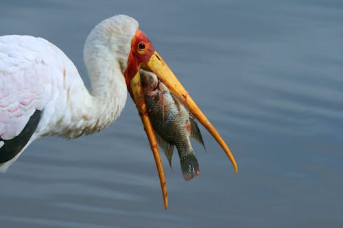 Close-up of a Yellow-billed Stork Eating a Fish 