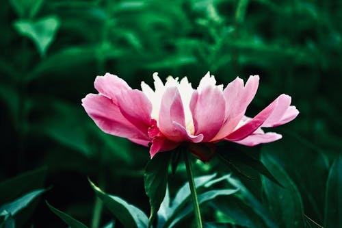 Close-up of a Chinese Peony in the Garden 