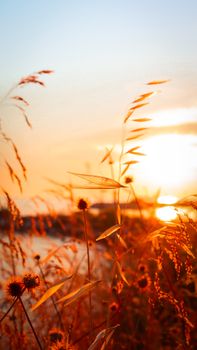 A serene view of a wheat field at sunset with warm, golden sunlight highlighting the grasses.
