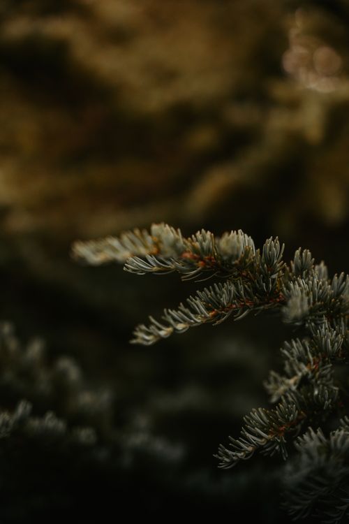 Free Detailed close-up of an evergreen branch in a dimly lit forest. Ideal for nature themes. Stock Photo