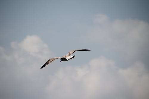 Fotos de stock gratuitas de alas, animal, ave volando