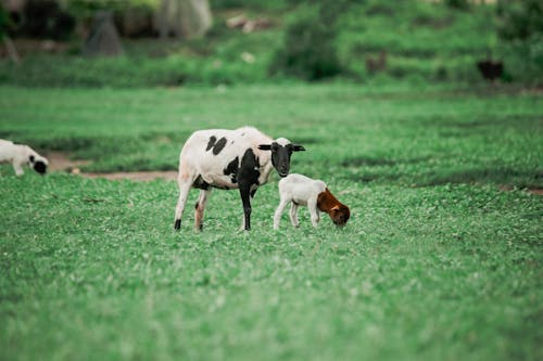 Kostenloses Stock Foto zu baby-ziege, bauernhof, feld