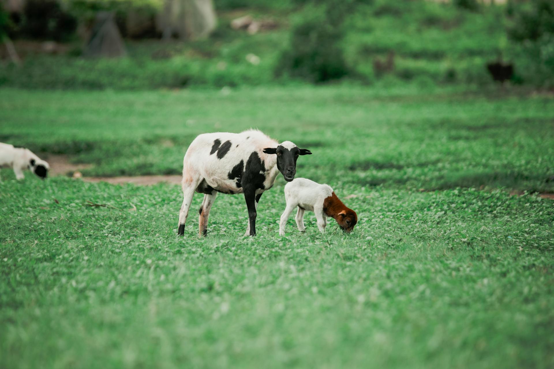 A young goat and lamb grazing in a lush green field in Accra, Ghana.