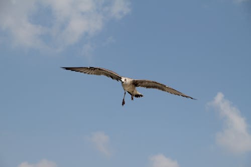 Fotos de stock gratuitas de alas, animal, ave volando