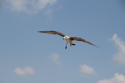 Fotos de stock gratuitas de animal, cielo, de cerca