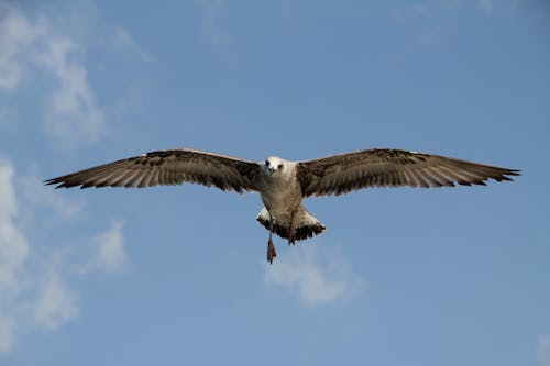 Fotos de stock gratuitas de alas, animal, ave volando