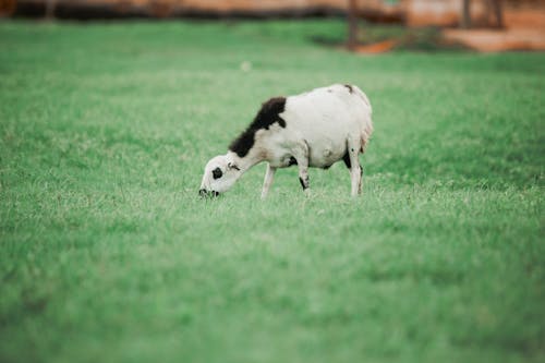 çim, çim alan, hayvan içeren Ücretsiz stok fotoğraf