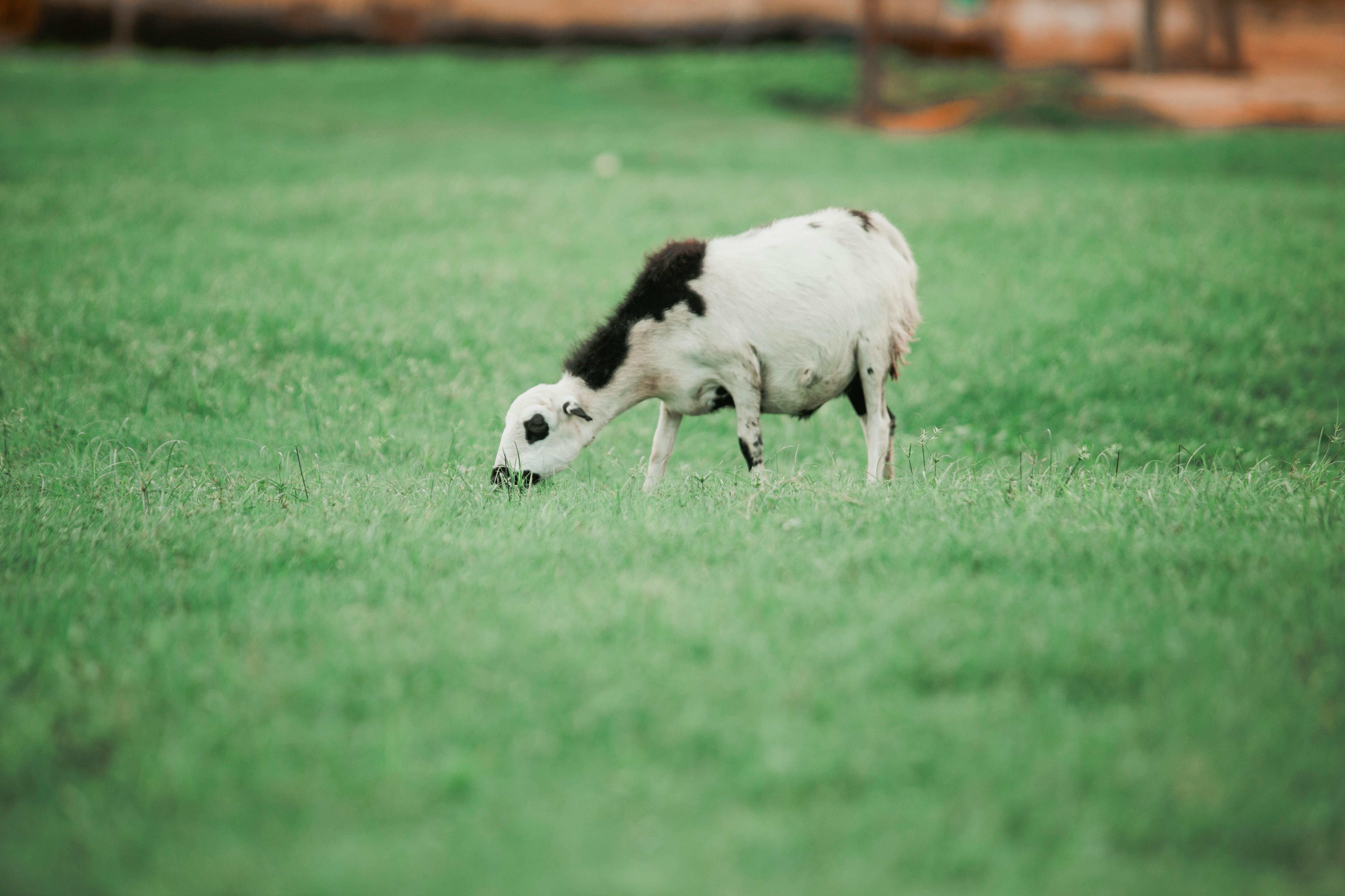 Gratuit Photos gratuites de accra, afrique, agriculture Photos