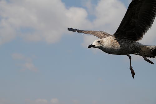 Fotos de stock gratuitas de alas, animal, ave volando