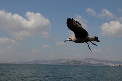 Fotos de stock gratuitas de alas, animal, ave volando