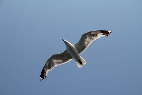 Fotos de stock gratuitas de alas, animal, ave volando