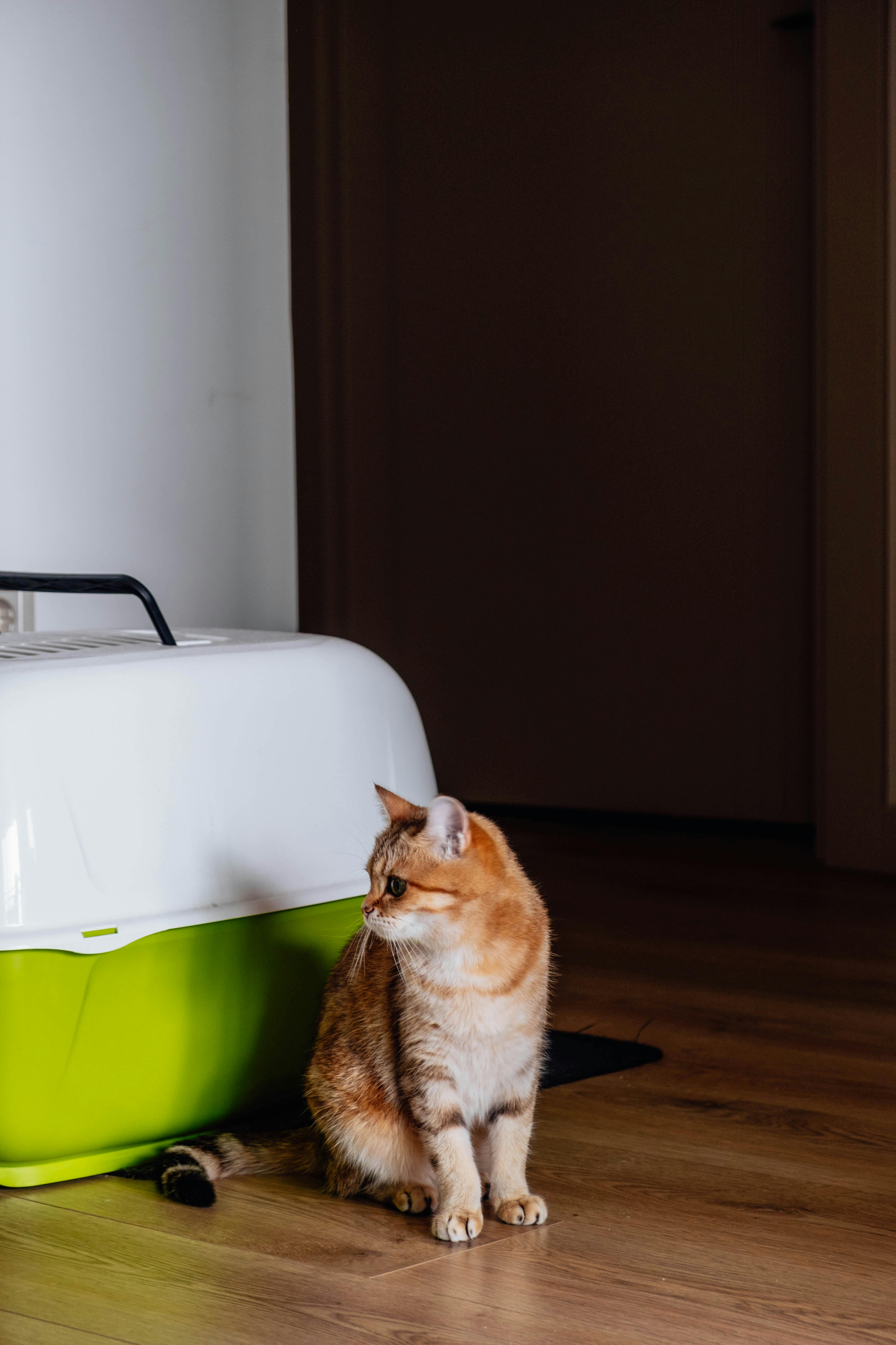 a kitten sitting on the floor in a room