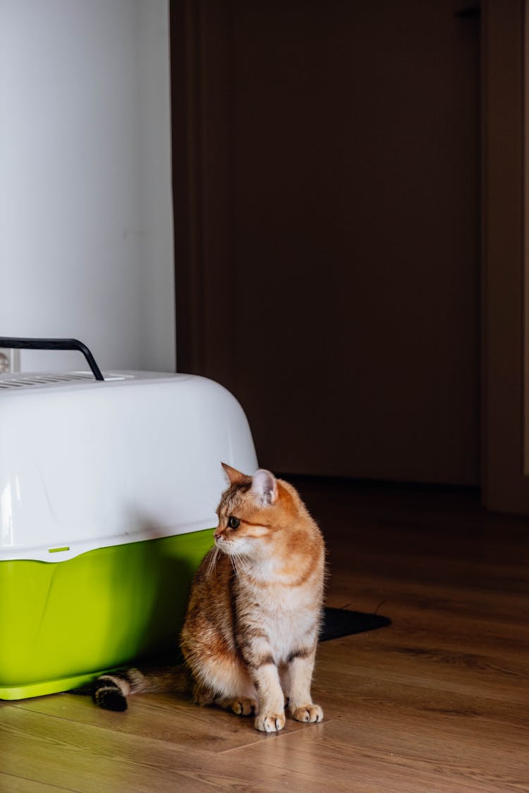 A Kitten Sitting On The Floor In A Room