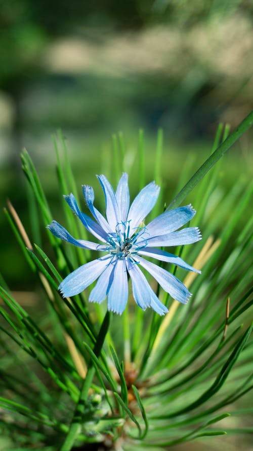 Blue Flower on a Coniferous Tree 
