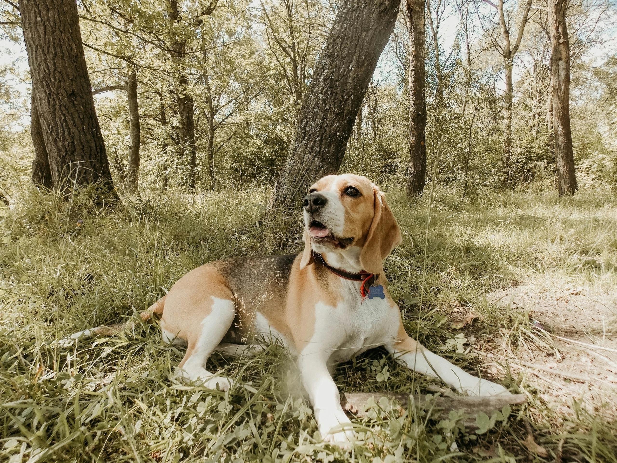 beagle en el parque. perro en campo de hierba. 8026046 Foto de stock en  Vecteezy