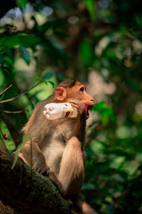 Free A macaque monkey holds a plastic bottle while sitting in a tree in Narayanavanam, India. Stock Photo