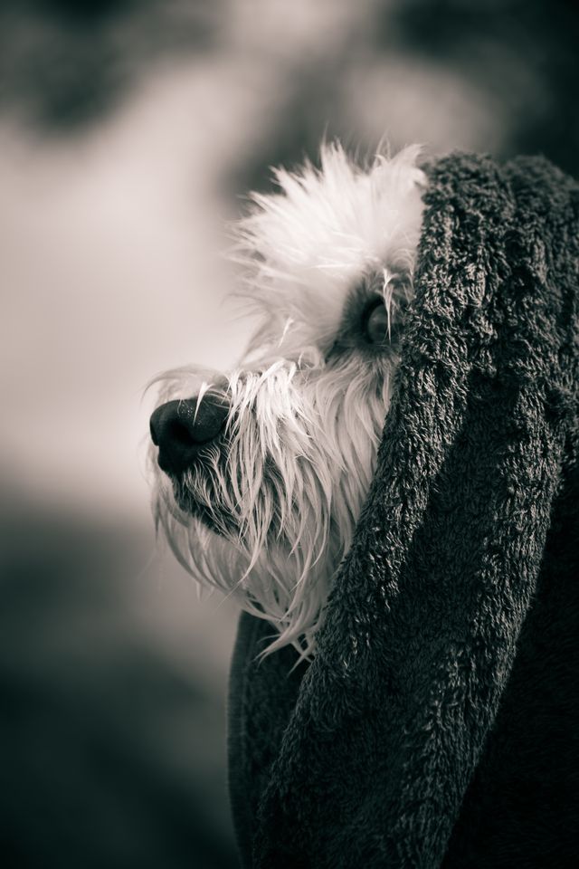 Happy Tails Pet Spa demo website