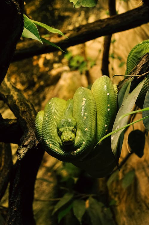 Gratis stockfoto met beest, detailopname, groene boompython