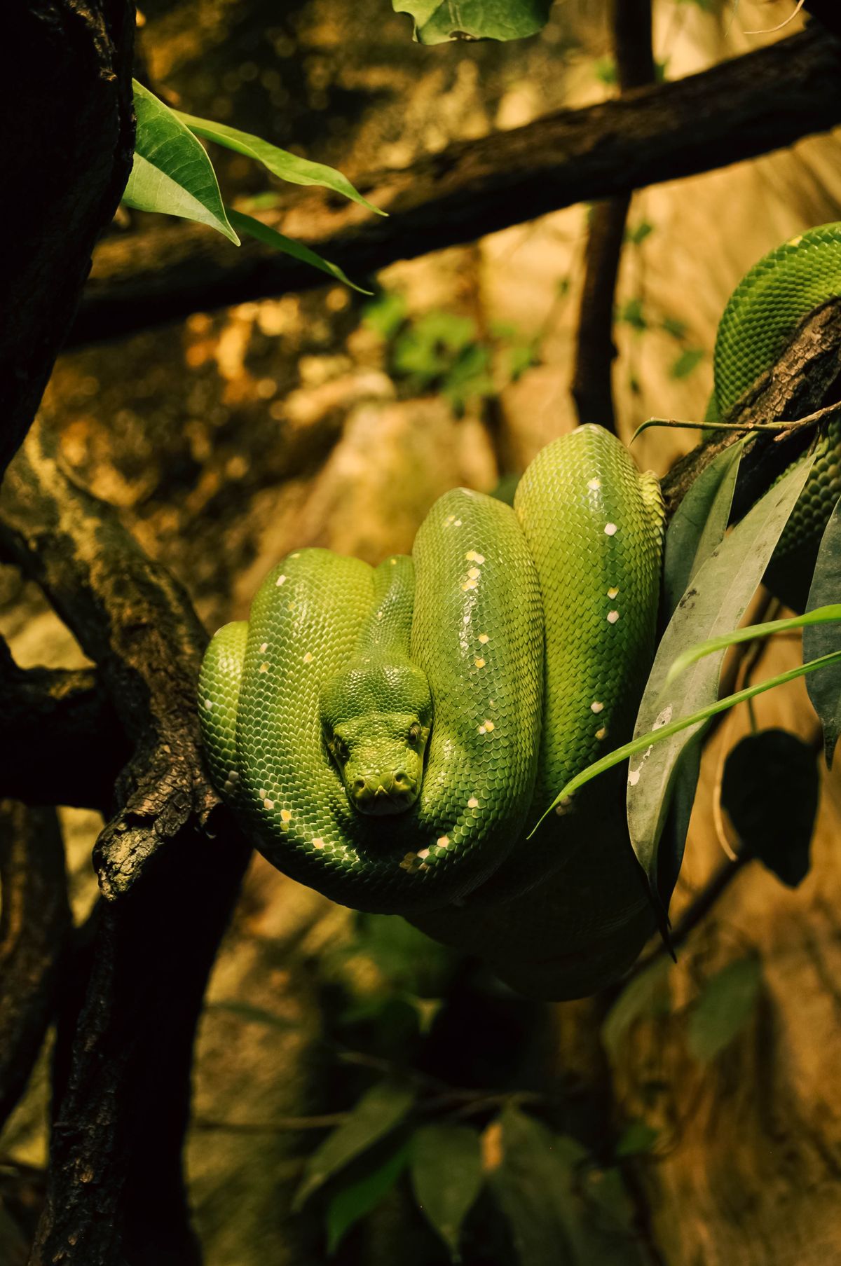 Green Python Close Up A Close-Up Shot of a Green Python · Free Stock Photo