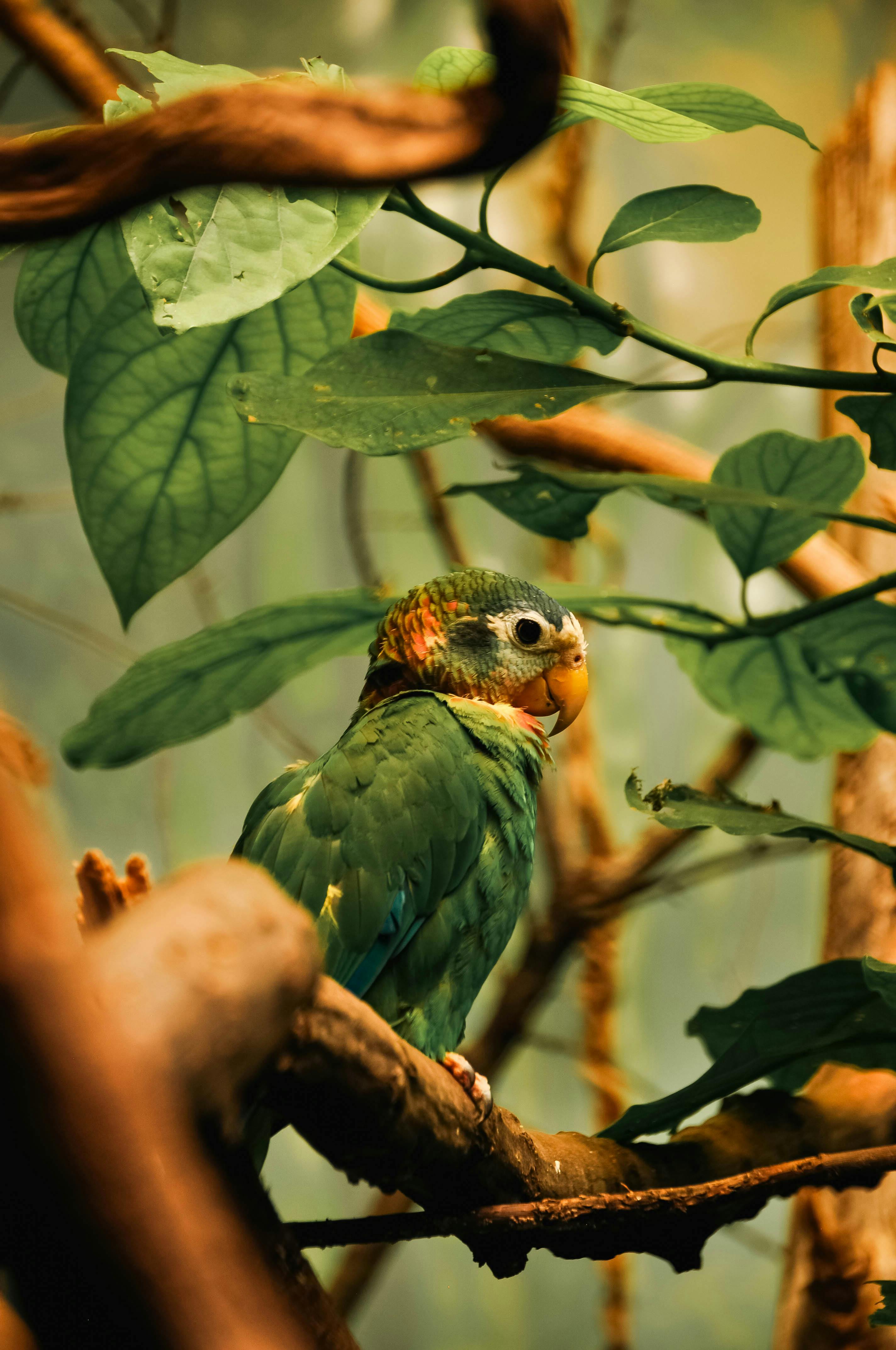 close up of a yellow billed amazon