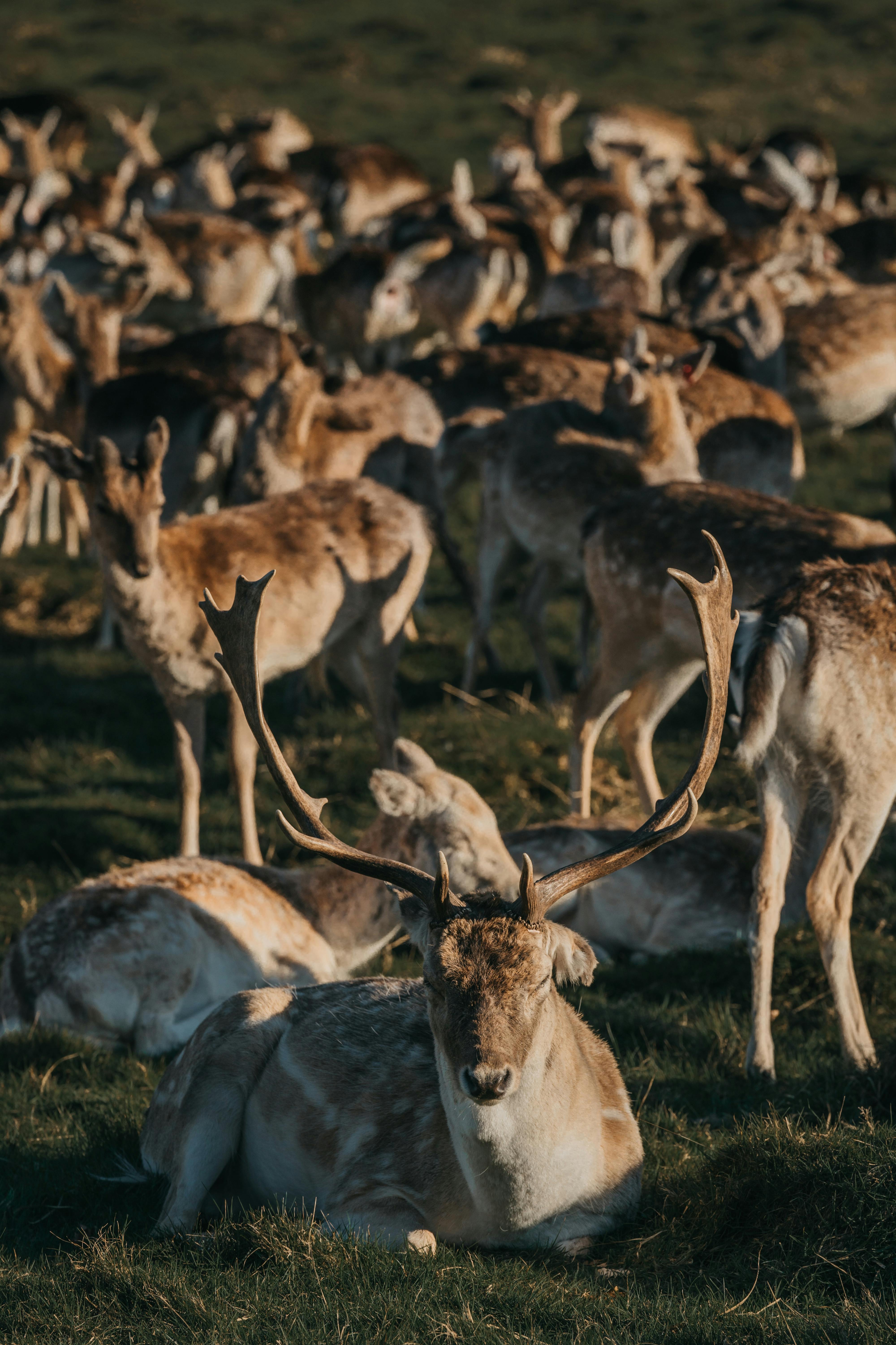A herd of deer relaxing in a sunlit grassland, showcasing natural wildlife in its habitat.