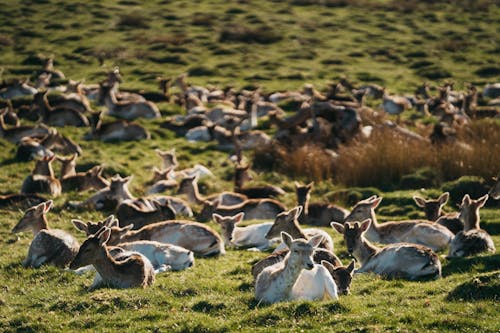 Herd of Deer Lying in Grassfield
