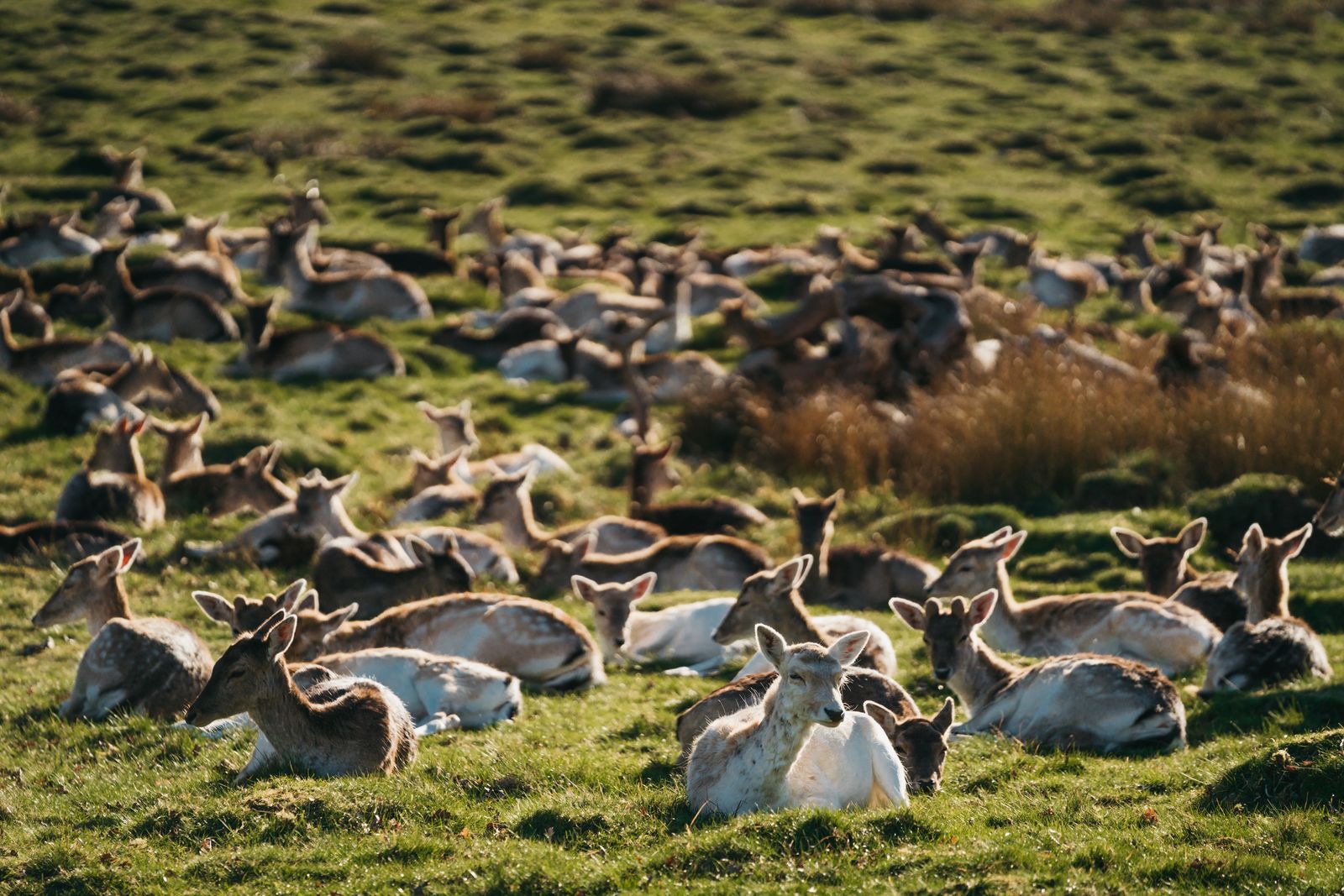 The park's open grasslands are home to a free-roaming deer herd that visitors can often spot near the main paths.