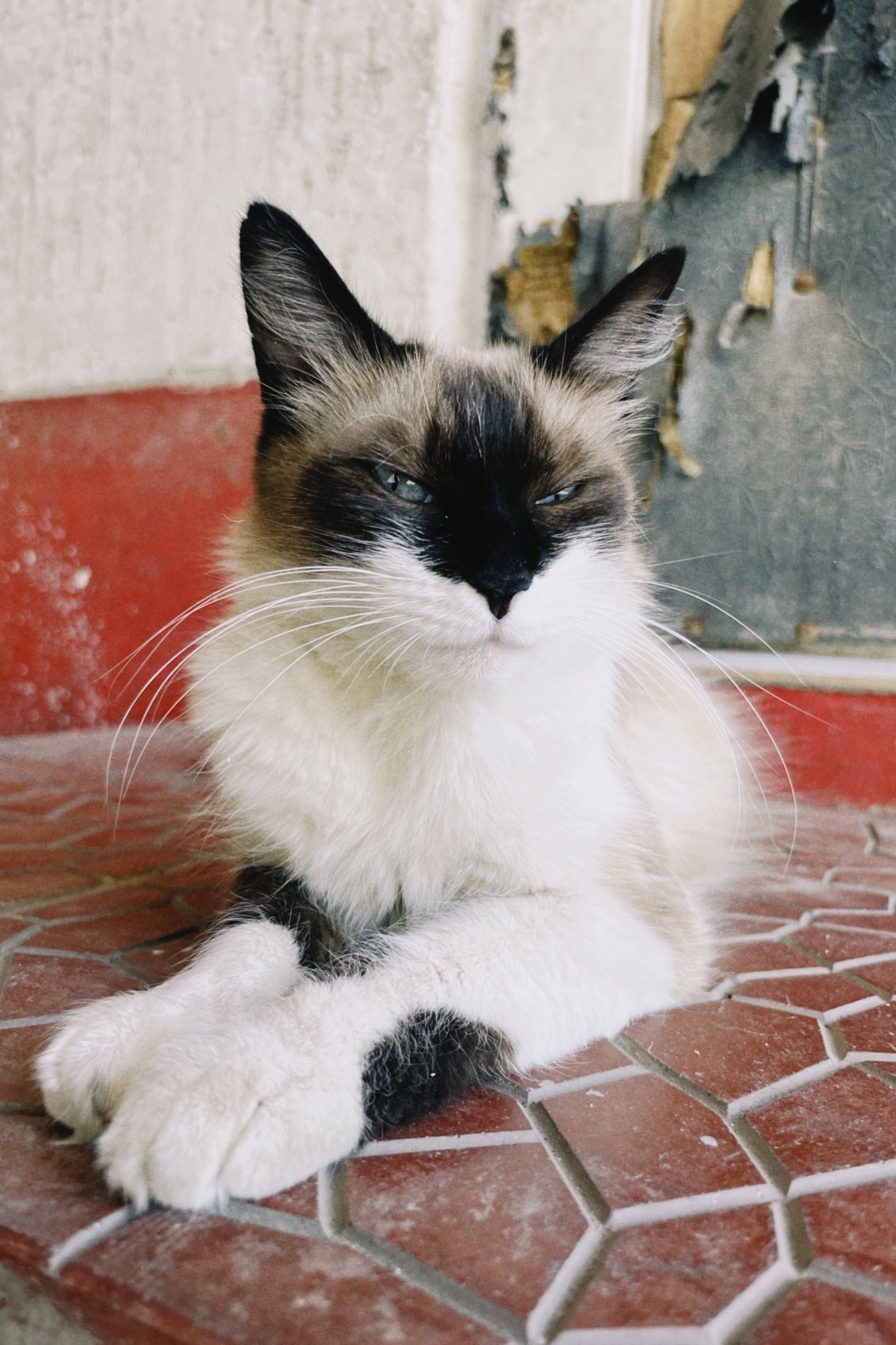 Close up of a Cat Lying on the Floor · Free Stock Photo