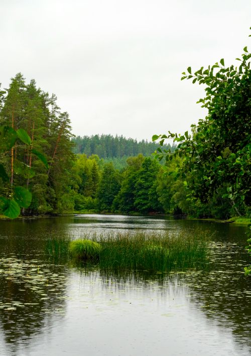 Free Tranquil river surrounded by lush green trees, perfect for nature and relaxation themes. Stock Photo