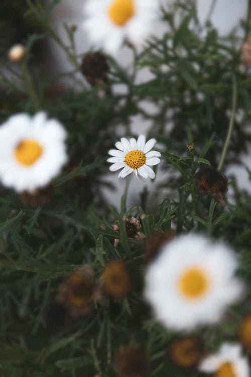 Kostnadsfri bild av anläggning, blommor, daisy