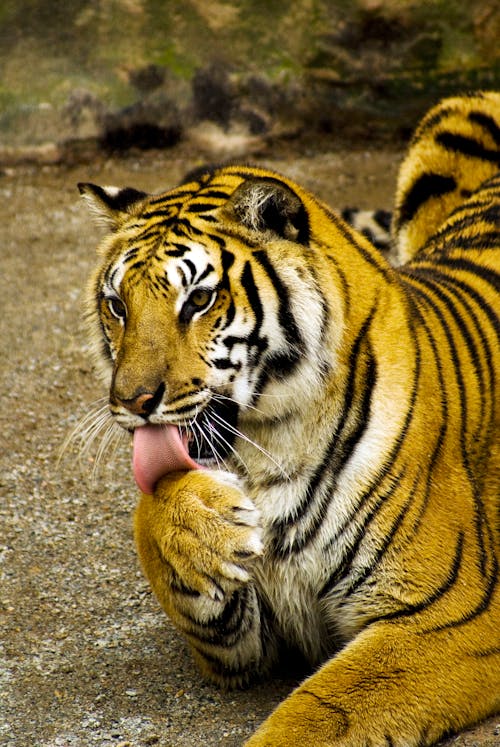 Ilmainen kuvapankkikuva tunnisteilla eläimen kieli, eläin, tigre