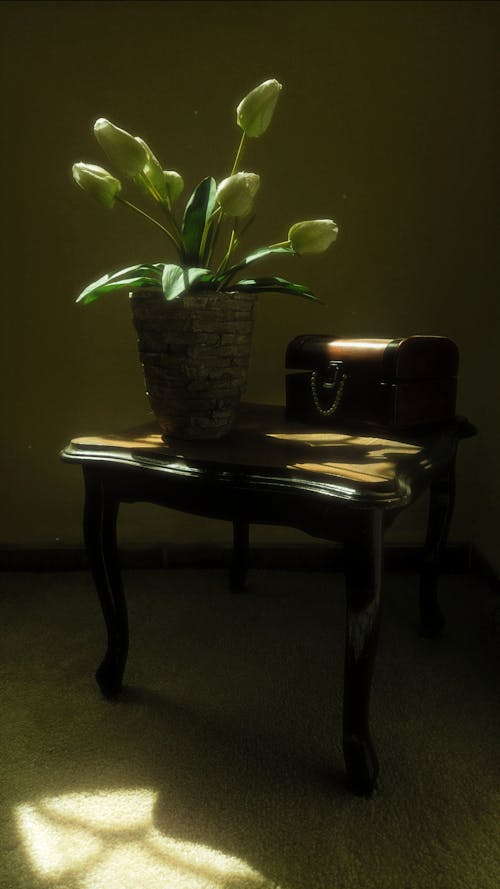 Ingyenes stockfotó asztal, belső, cserepes növény témában