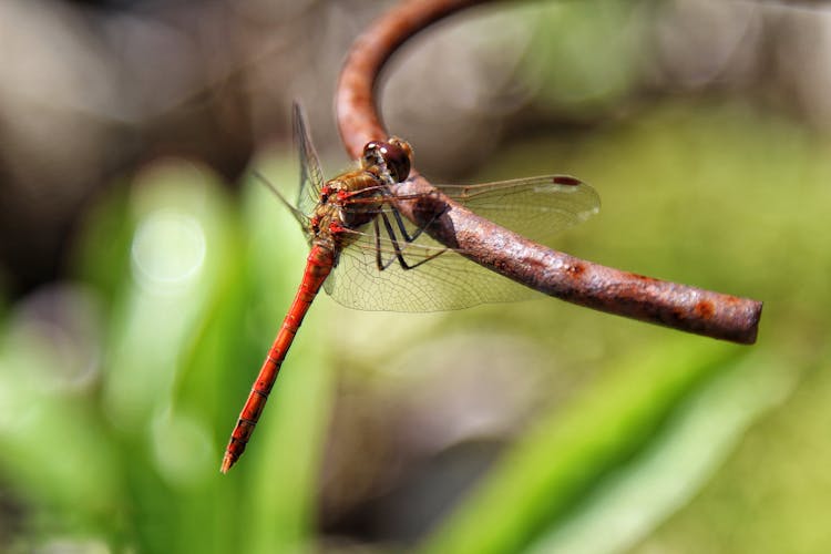 Common Darter Dragonfly Sitting On A Rusty Metal Stock