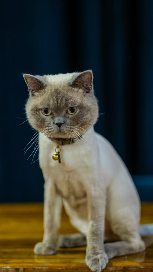 A British Shorthair Kitten 